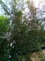 IMG-20190731-WA0010.jpg