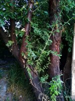 IMG-20190731-WA0016.jpg