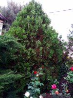 IMG-20190731-WA0012.jpg