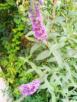 IMG-20190731-WA0023.jpg