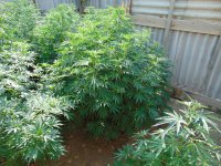Jack Herer.JPG