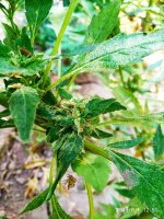 IMG-20190801-WA0007.jpg