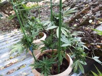 Мазар 31.07 2.jpg