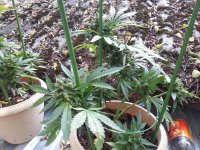 Мазар 31.07.jpg