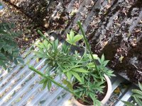 Херер 31.07 (1).jpg