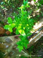 IMG-20190801-WA0020.jpg