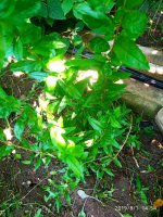 IMG-20190801-WA0019.jpg