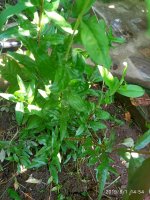 IMG-20190801-WA0018.jpg