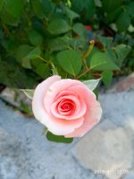 IMG-20190801-WA0059.jpg