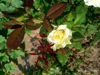 IMG-20190801-WA0058.jpg