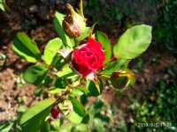 IMG-20190801-WA0056.jpg