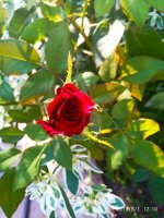 IMG-20190801-WA0053.jpg