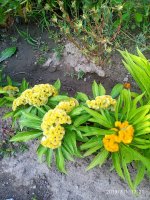 IMG-20190801-WA0052.jpg