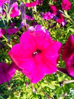 IMG-20190801-WA0051.jpg