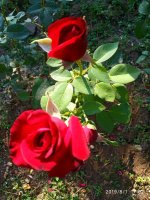IMG-20190801-WA0050.jpg