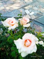 IMG-20190801-WA0049.jpg