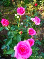 IMG-20190801-WA0048.jpg