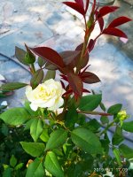IMG-20190801-WA0047.jpg
