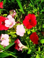 IMG-20190801-WA0046.jpg