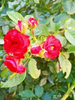 IMG-20190801-WA0045.jpg