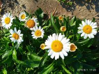 IMG-20190801-WA0044.jpg