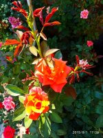 IMG-20190801-WA0042.jpg