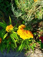 IMG-20190801-WA0043.jpg