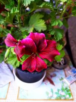 IMG-20190801-WA0039.jpg