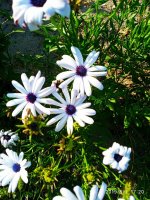 IMG-20190801-WA0036.jpg
