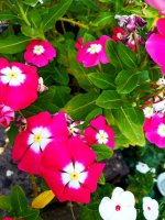 IMG-20190801-WA0035.jpg