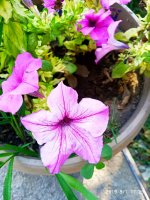 IMG-20190801-WA0034.jpg