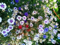 IMG-20190801-WA0033.jpg