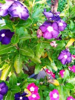 IMG-20190801-WA0031.jpg