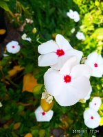 IMG-20190801-WA0028.jpg