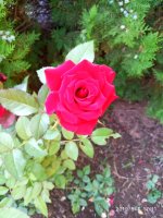 IMG-20190801-WA0027.jpg