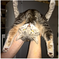 Kho