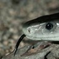 Black mamba