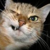 CATLEARNED74