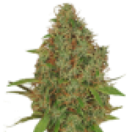 GROWW CRIMEA