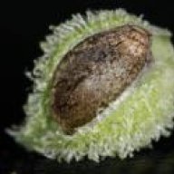 SerbianSeeds°