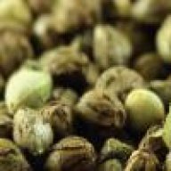 Ginseng