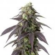 707Headband