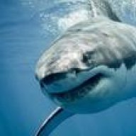 WhiteShark