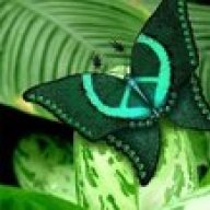 Zygomata