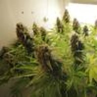 ♦ Northern Lights Genetics