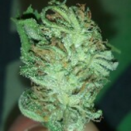 chinghiskan420