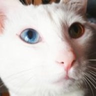 ChokCat
