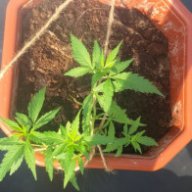 dyadyavanya420