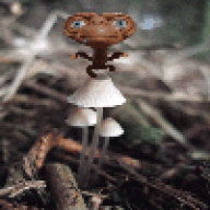 angam