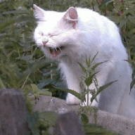 Доктор Пэппер